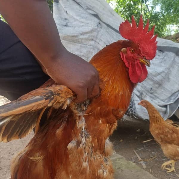 Kienyeji Chicken Fried (1/4)