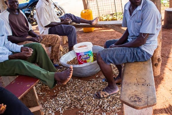 Njugu (Nuts)